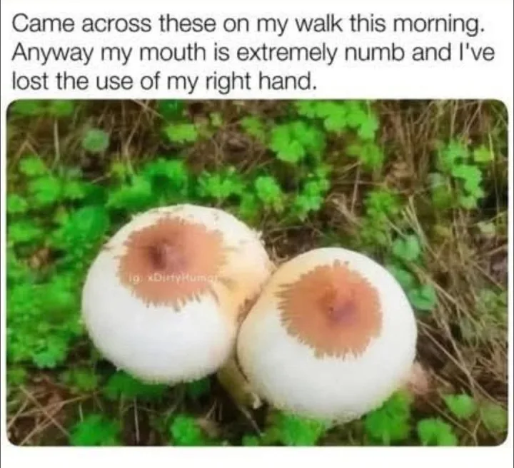 cu ciuperca puffball, ciuperca si text Came across these on my walk this morning. Anyway my...